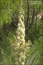 Yucca baccata (Native) 10   (click for a larger preview)
