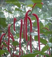 Acalypha hispida (Cultivated) 4   (click for a larger preview)