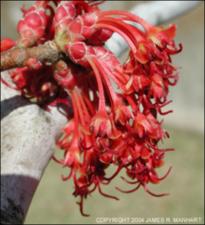 Acer rubrum (Cultivated)   (click for a larger preview)