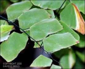 Adiantum peruvianum (Cultivated) 2   (click for a larger preview)