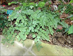 Adiantum peruvianum (Cultivated) 3   (click for a larger preview)
