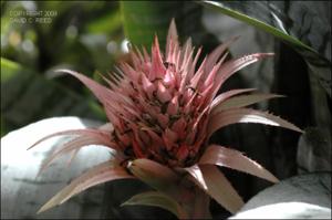 Aechmea fasciata (Cultivated)   (click for a larger preview)