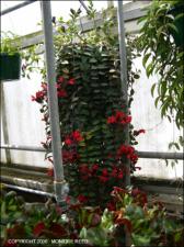 Aeschynanthus pulcher (Cultivated)   (click for a larger preview)