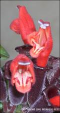 Aeschynanthus pulcher (Cultivated) 2   (click for a larger preview)