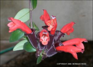 Aeschynanthus pulcher (Cultivated) 3   (click for a larger preview)