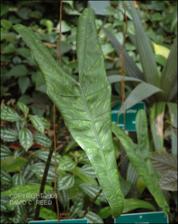 Alocasia zebrina (Cultivated)   (click for a larger preview)