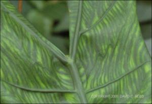 Alocasia zebrina (Cultivated) 2   (click for a larger preview)