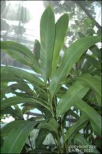 Alpinia zerumbet (Cultivated )   (click for a larger preview)