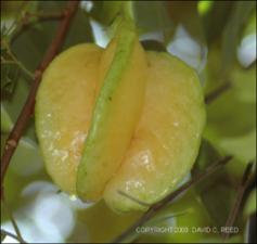 Averrhoa carambola (Cultivated )   (click for a larger preview)