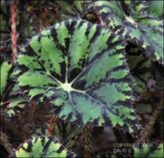 Begonia bowerae (Cultivated) 2   (click for a larger preview)