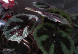 Begonia masoniana (Cultivated)   (click for a larger preview)