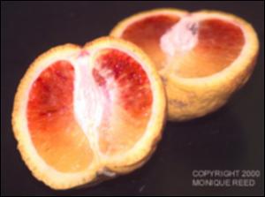 Citrus sinensis (Cultivated) 7   (click for a larger preview)