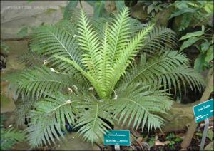 Blechnum brasiliense (Cultivated) 2   (click for a larger preview)