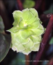 Calathea ecuadoriana (Cultivated)   (click for a larger preview)