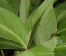 Calathea loeseneri (Cultivated) 2   (click for a larger preview)