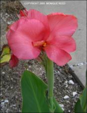 Canna x generalis (Native)   (click for a larger preview)