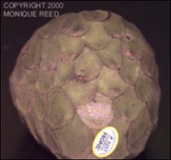 Annona cherimola (Cultivated)   (click for a larger preview)
