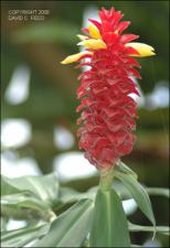Costus comosus (Cultivated )   (click for a larger preview)