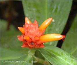 Costus productus (Cultivated )   (click for a larger preview)