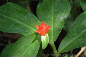 Costus productus (Cultivated ) 2   (click for a larger preview)