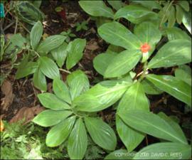 Costus productus (Cultivated)   (click for a larger preview)