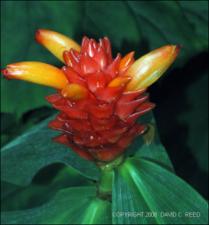 Costus productus (Cultivated) 2   (click for a larger preview)