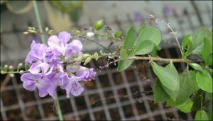 Duranta repens (Cultivated) 8   (click for a larger preview)