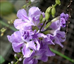 Duranta repens (Cultivated) 9   (click for a larger preview)