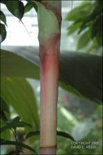Dypsis procera (soon to be D. longipes) (Cultivated)   (click for a larger preview)