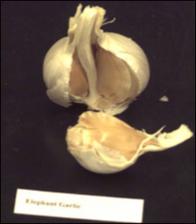 Allium sativum (Cultivated)   (click for a larger preview)