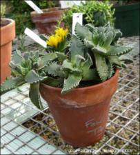 Faucaria tigrina (Cultivated)   (click for a larger preview)