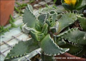 Faucaria tigrina (Cultivated) 2   (click for a larger preview)