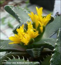 Faucaria tigrina (Cultivated) 3   (click for a larger preview)