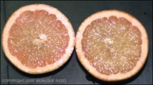 Citrus x paradisi (Cultivated)   (click for a larger preview)