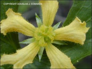 Ibervillea lindheimeri (Native)   (click for a larger preview)