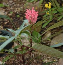 Justicia carnea (Cultivated)   (click for a larger preview)