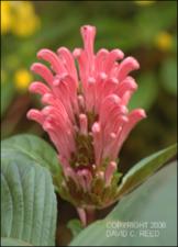 Justicia carnea (Cultivated) 2   (click for a larger preview)