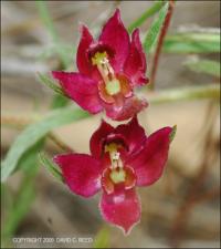 Krameria lanceolata (Native )   (click for a larger preview)