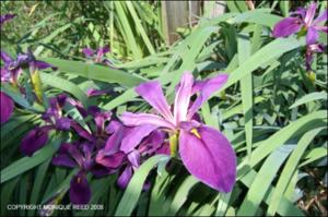 Iris sp. (Cultivated) 3   (click for a larger preview)