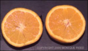 Citrus sinensis (Cultivated) 8   (click for a larger preview)