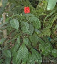 Pachystachys coccinea (Cultivated )   (click for a larger preview)