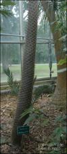 Pachypodium geayi (Cultivated) 2   (click for a larger preview)