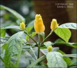Pachystachys lutea (Cultivated) 2   (click for a larger preview)