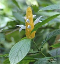Pachystachys lutea (Cultivated )   (click for a larger preview)