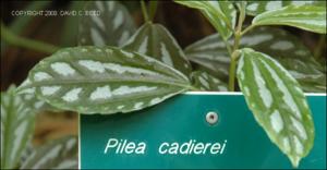 Pilea cadierei (Cultivated)   (click for a larger preview)