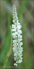 Polygala alba (Native )   (click for a larger preview)