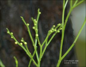 Psilotum nudum (Cultivated)   (click for a larger preview)