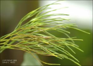 Psilotum nudum (Cultivated) 2   (click for a larger preview)