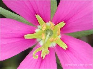 Sabatia campestris (Native) 13   (click for a larger preview)