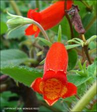 Seemannia nematanthodes cv. Salta (Cultivated) 2   (click for a larger preview)